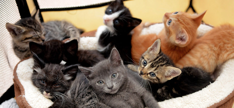 Customers Can Soon Play With Adoptable Cats At San Francisco